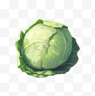 蔬菜手绘元素圆白菜