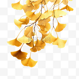 深秋意浓图片_秋季枯萎的银杏枝叶节气元素