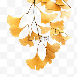 繁茂枯萎图片_节气秋季枯萎的银杏枝叶