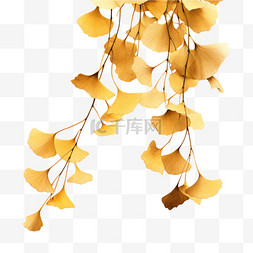 秋季枯萎的银杏枝叶装饰