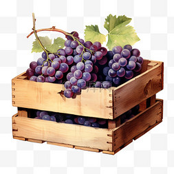 水果箱图片_水彩美丽紫葡萄水果箱子免扣元素