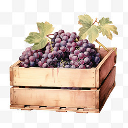 水彩好吃紫葡萄水果箱子免扣元素