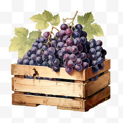 水彩黑加仑紫葡萄水果箱子免扣元