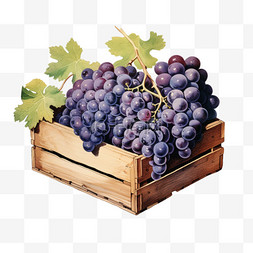 水果箱图片_水彩大颗紫葡萄水果箱子免扣元素