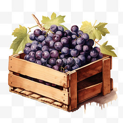 水彩新鲜紫葡萄水果箱子免扣元素