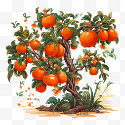 水果展板设计图片_植物蔬菜水果白露秋季柿子树深秋
