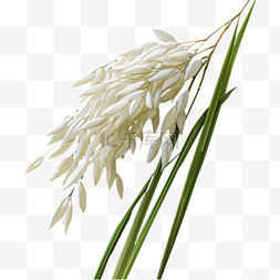 大米装饰图片_大米稻米颗粒叶子AI元素免扣图案