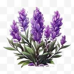 薰衣草紫色植物绿植鲜花果实自然