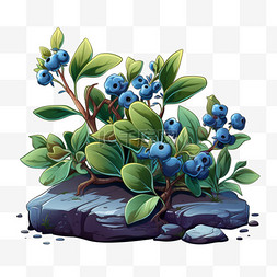 深秋意浓图片_蓝莓植物蔬菜水果白露秋季深秋露