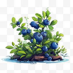 植物蔬菜水果蓝莓白露秋季深秋露