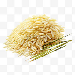 大米稻米黄色米粒植物AI元素免扣