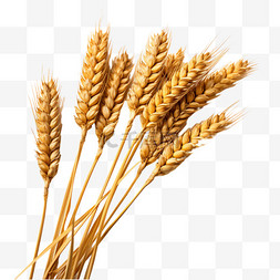 麦穗弯弯图片_丰收金黄成熟的麦穗