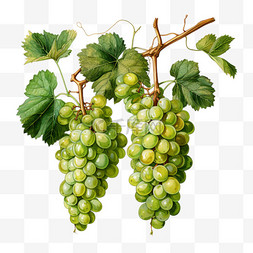 葡萄绿图片_植物绿植鲜花果实葡萄自然美丽