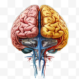 心脑血管调理图片_大脑人类器官血管手绘免扣装饰素