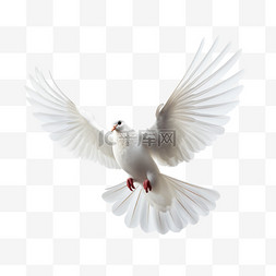 一只代表平安幸福的白鸽
