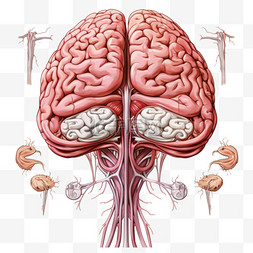 大脑人类器官手绘解刨免扣装饰素