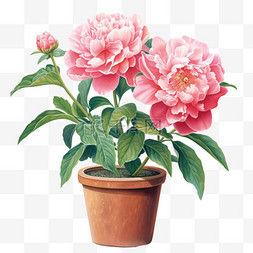 植物盆栽粉色图片_水彩插画粉色花瓣鲜花盆栽免扣元