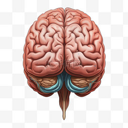 大脑人类器官真实手绘免扣装饰素