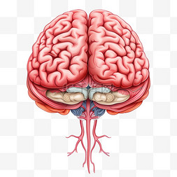 大脑脑部人类器官手绘免扣装饰素