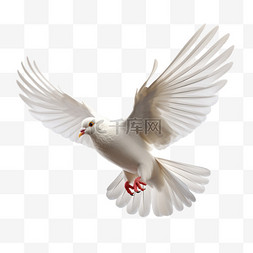 平安图片_代表平安幸福的白鸽元素