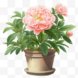 粉色盆栽图片_水彩淡粉色鲜花盆栽插画免扣元素