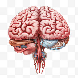 大脑思考人类器官手绘免扣装饰素