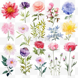 花卉植物装饰图片_水彩画花卉植物装饰4