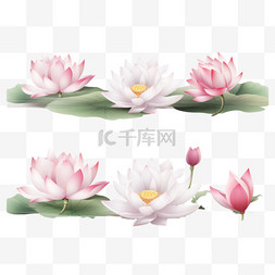热带鲜花植物图片_写实的莲花横幅
