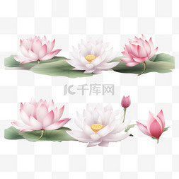 灯笼花旗图片_写实的莲花横幅