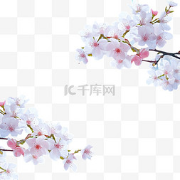 樱花元素背景图片_春季促销，樱花以蓝色波克为背景