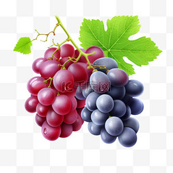 吐鲁番的葡萄熟了图片_葡萄与红玫瑰和白葡萄分离的逼真