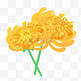 弥散风重阳节黄色菊花