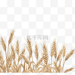 手绘小麦背景