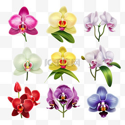 热带花卉植物图片_兰花写实彩色合集手绘