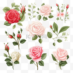 收藏集标签美丽的玫瑰花和植物叶