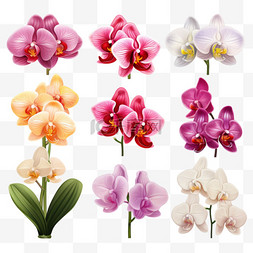 热带花卉植物图片_兰花写实手绘彩色合集