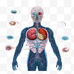 卡通人体器官胃图片_脑人体解剖学生物学器官身体系统