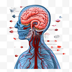 卡通医学人体图片_脑人体解剖学生物学器官身体系统