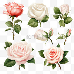 收藏集标签美丽的玫瑰花和植物叶