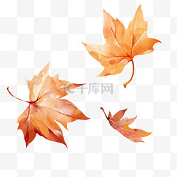 秋季落叶图片_秋天树叶枫叶