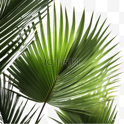 绿色植物椰子树叶热带植物8