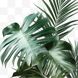 绿色植物棕榈树叶3