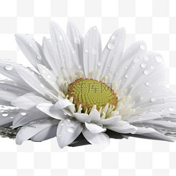 白色花卉菊花植物花蕊特写