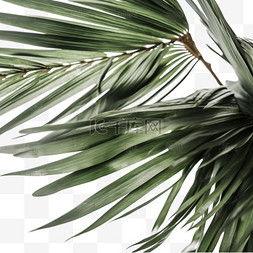 6树叶图片_绿色植物椰子树叶热带植物6