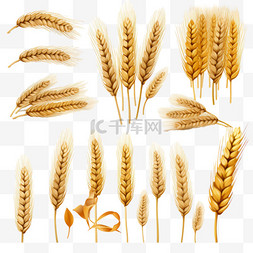 小麦麦穗丰收金色麦子4