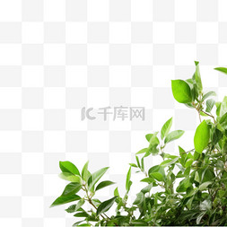 小清新植物边框图片_绿色植物叶子小清新边框4