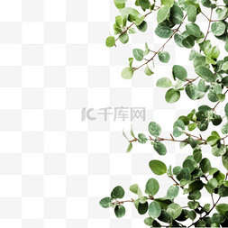 1植物图片_绿色植物叶子小清新边框1