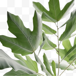 素材修饰装饰图片_植物叶子装饰绿色3