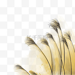 中国风水草芦苇