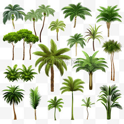 白色树图图片_热带森林的植物逼真的一组椰子棕